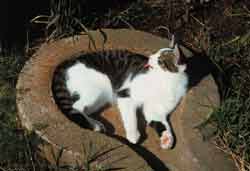  Liggande katt