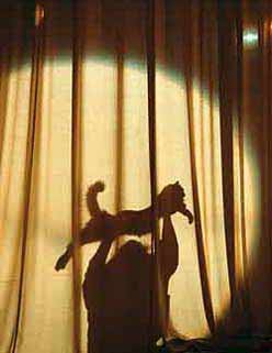 Katt p� teatern